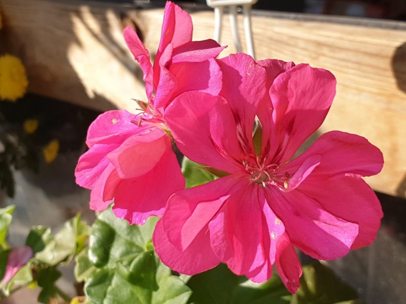  - Florile mamei 2019