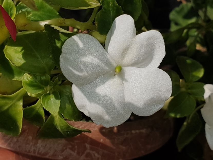  - Florile mamei 2019