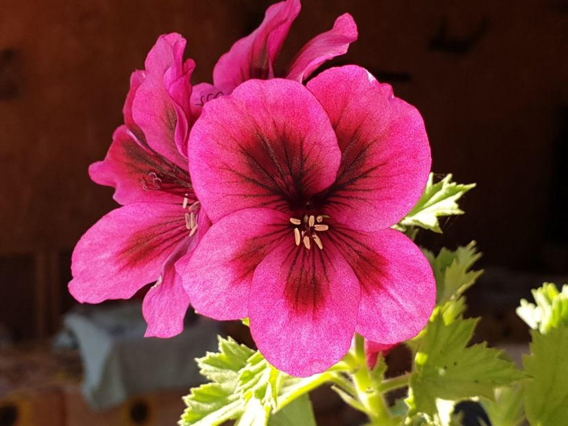  - Florile mamei 2019