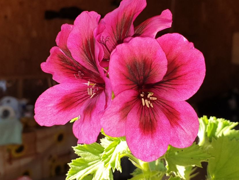  - Florile mamei 2019