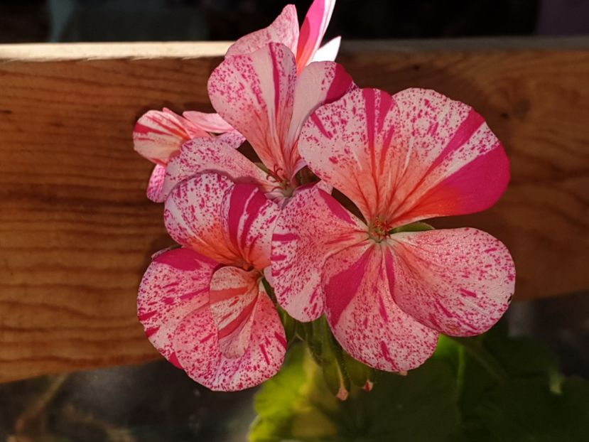  - Florile mamei 2019
