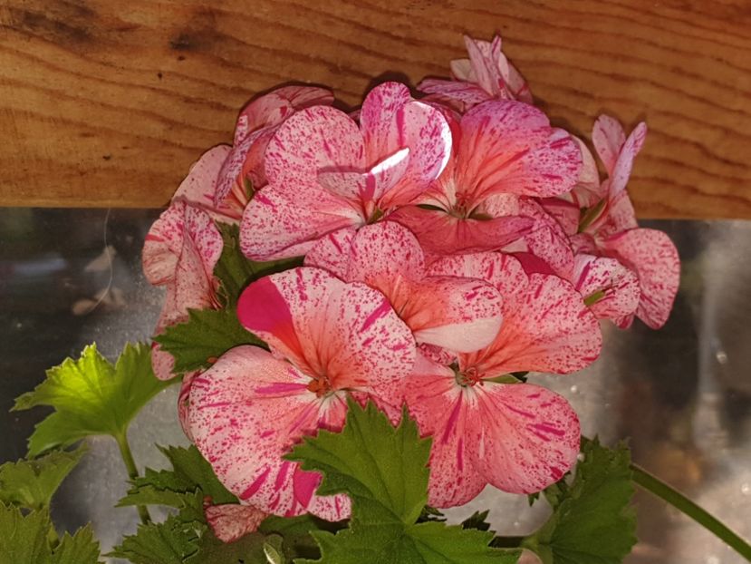  - Florile mamei 2019