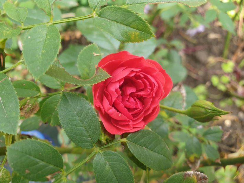  - Florile mamei 2019