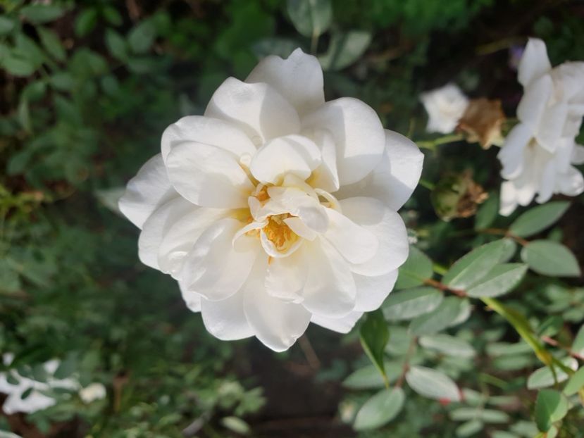  - Florile mamei 2019