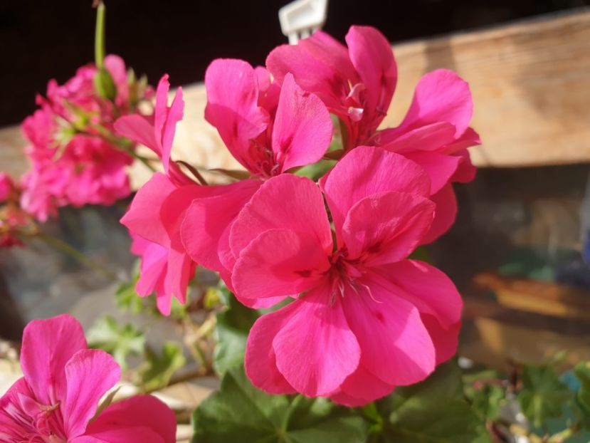  - Florile mamei 2019