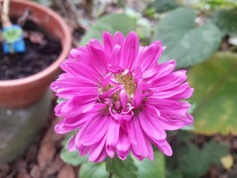  - Florile mamei 2019