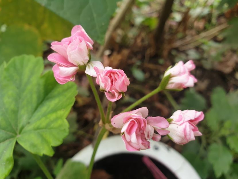  - Florile mamei 2019