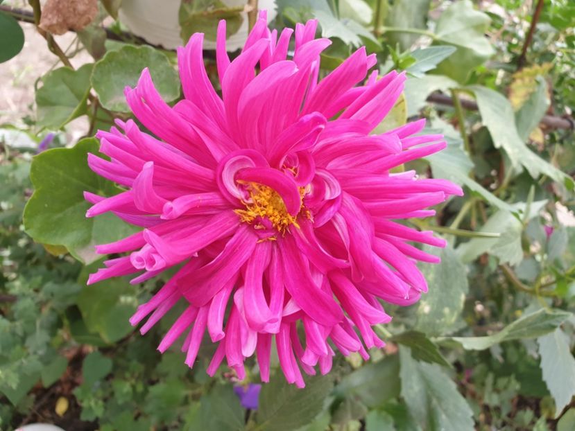  - Florile mamei 2019