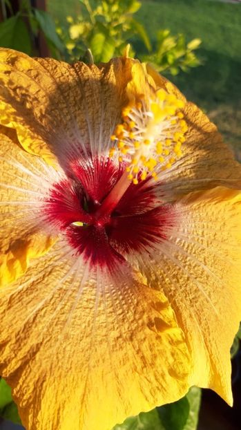  - Hibiscus Moorea