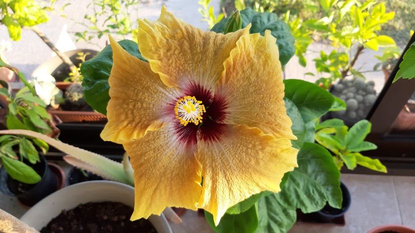 Hibiscus Winter Sun - Hibiscus Moorea