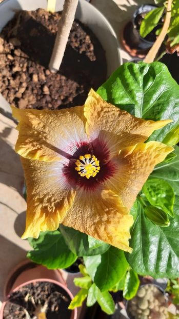  - Hibiscus Moorea
