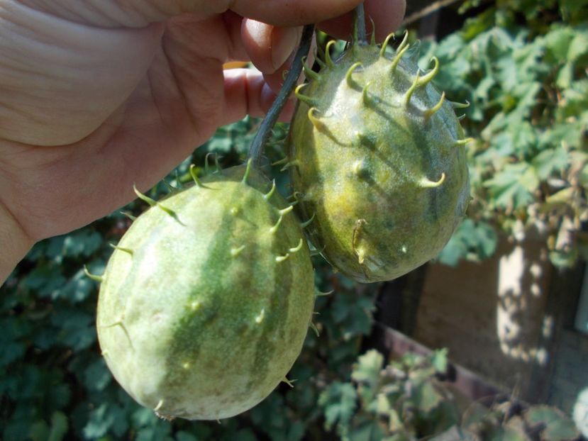  - SEMINTE CASTRAVETI - ZAMBIAN CUCUMBER