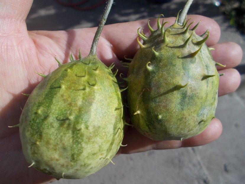  - SEMINTE CASTRAVETI - ZAMBIAN CUCUMBER