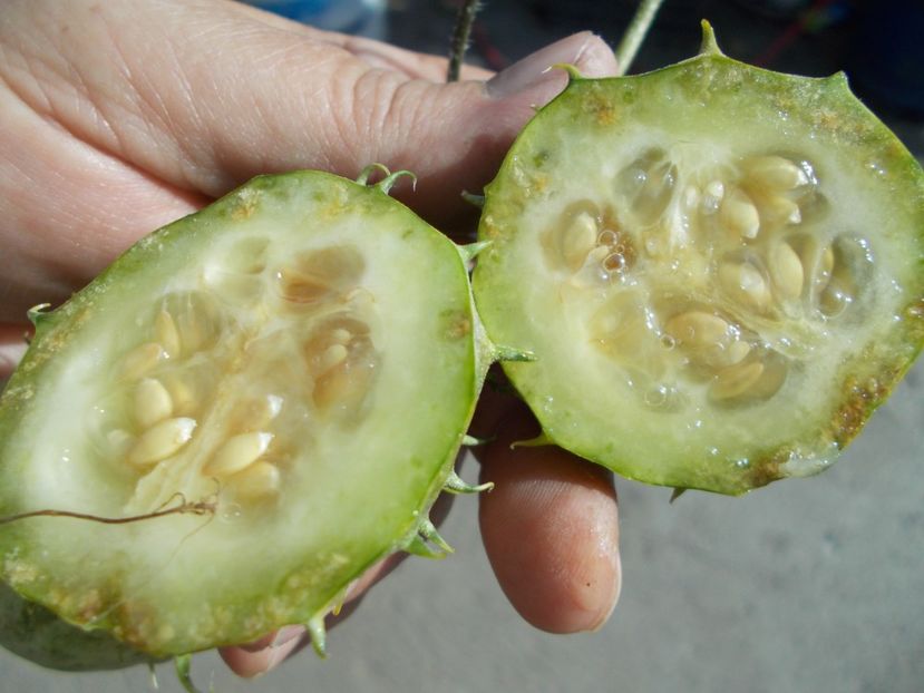  - SEMINTE CASTRAVETI - ZAMBIAN CUCUMBER