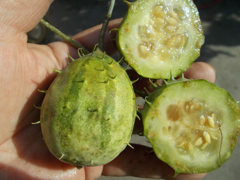  - SEMINTE CASTRAVETI - ZAMBIAN CUCUMBER