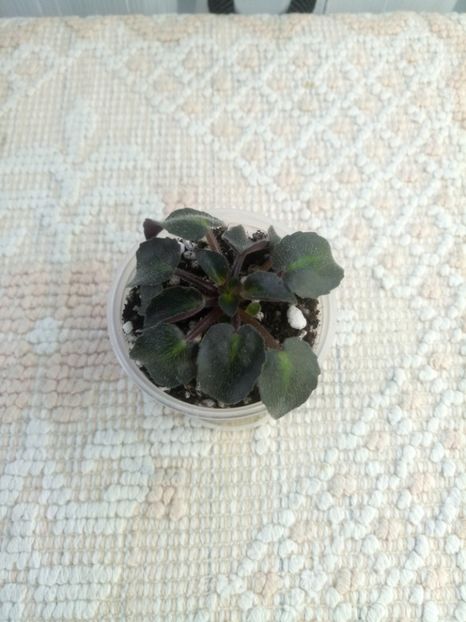 24 oct - Persian Lace