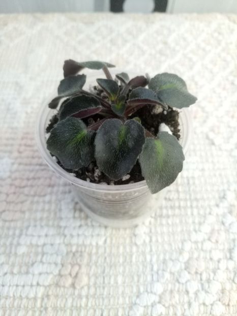 24 oct - Persian Lace