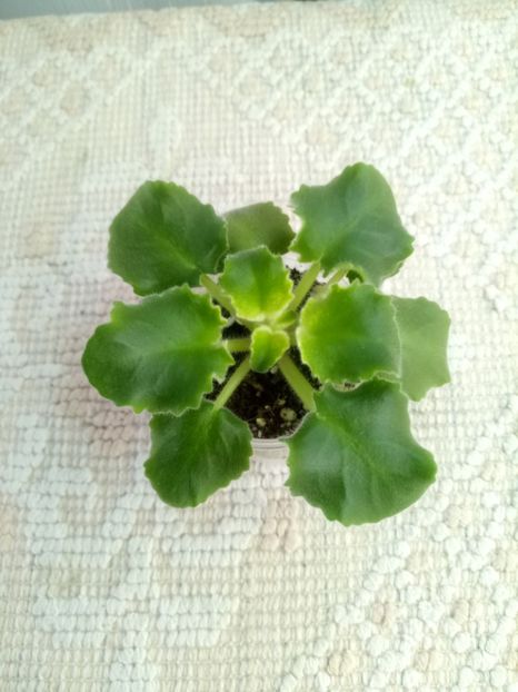 24 oct - LE Shining Star