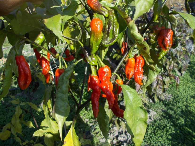  - SEMINTE ARDEI IUTE - AI 40 BLACK PANTHER - NEIZOLAT