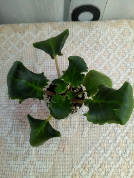 24 oct - AV Autumn Forest