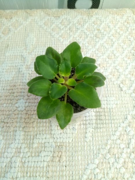 24 oct - Rob s Silver Spook