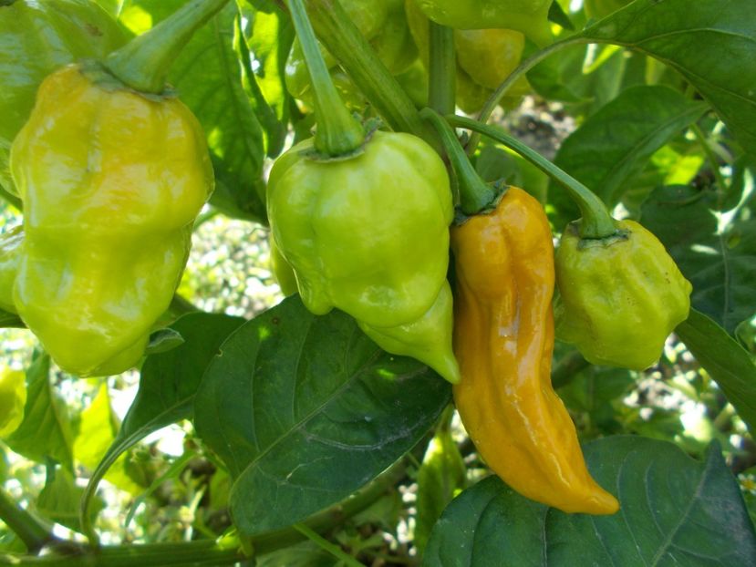  - SEMINTE ARDEI IUTE - AI 45 DEVILS CLAW MUSTARD - NEIZOLAT