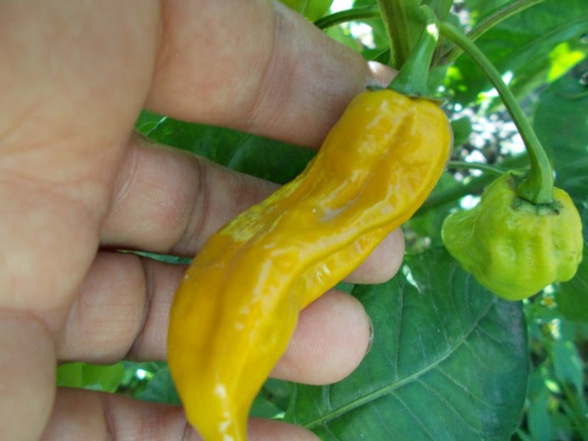  - SEMINTE ARDEI IUTE - AI 45 DEVILS CLAW MUSTARD - NEIZOLAT