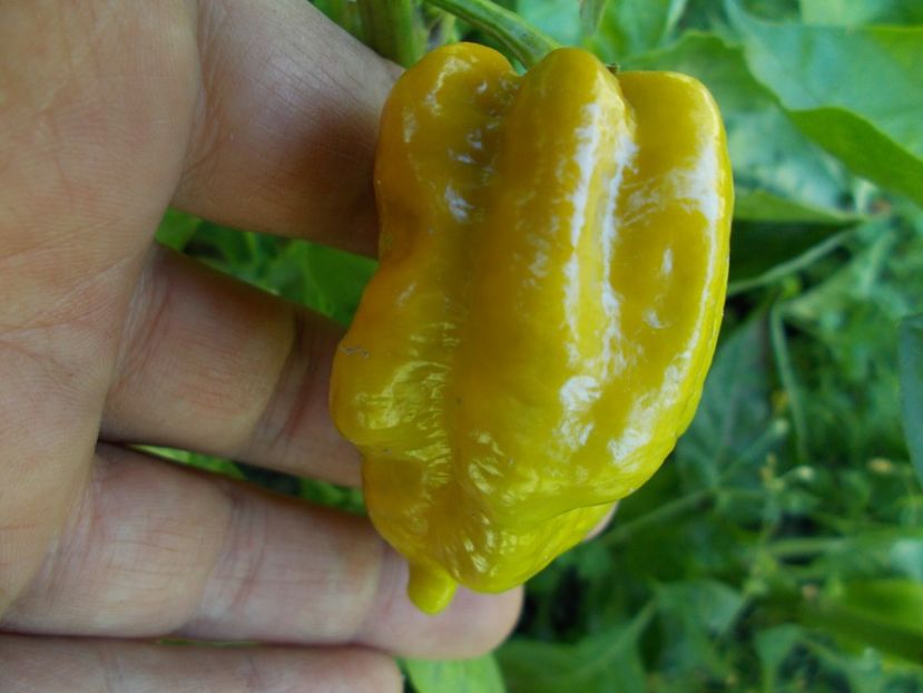  - SEMINTE ARDEI IUTE - AI 45 DEVILS CLAW MUSTARD - NEIZOLAT