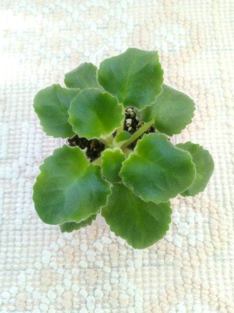 10 oct - LE Shining Star