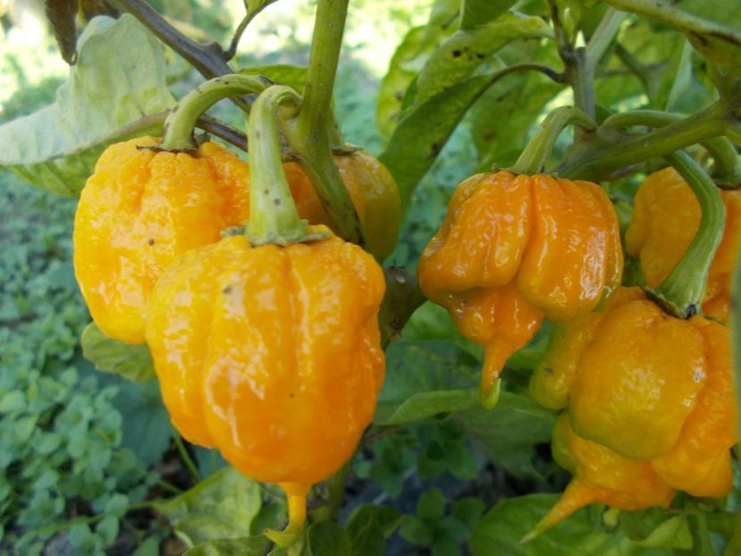  - SEMINTE ARDEI IUTE - AI 41 YELLOW PRIMO - NEIZOLAT