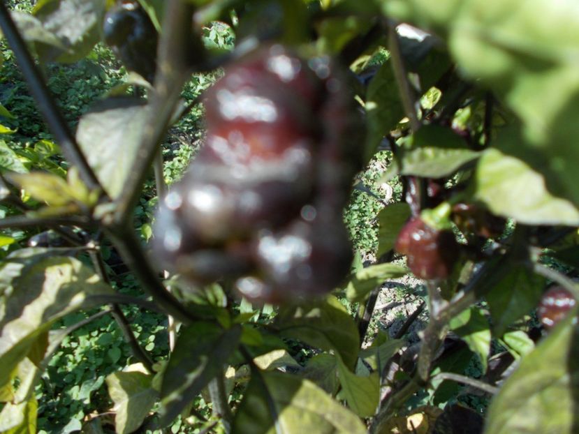  - Z SEMINTE ARDEI IUTE - JAY X PINK TIGER F4 - FRANCIS - AI 54 FARA