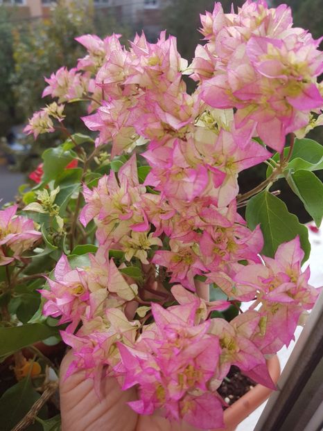 Limberlost Beauty - Bougainvillea 2020