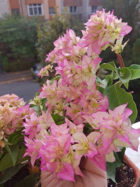  - Bougainvillea 2020