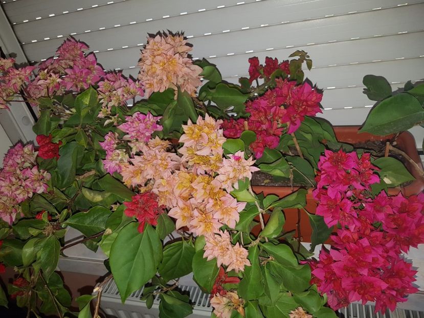  - Bougainvillea 2020