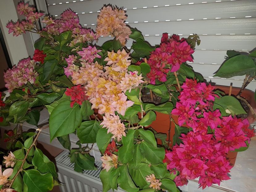  - Bougainvillea 2020