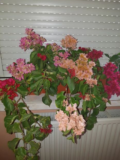 - Bougainvillea 2020