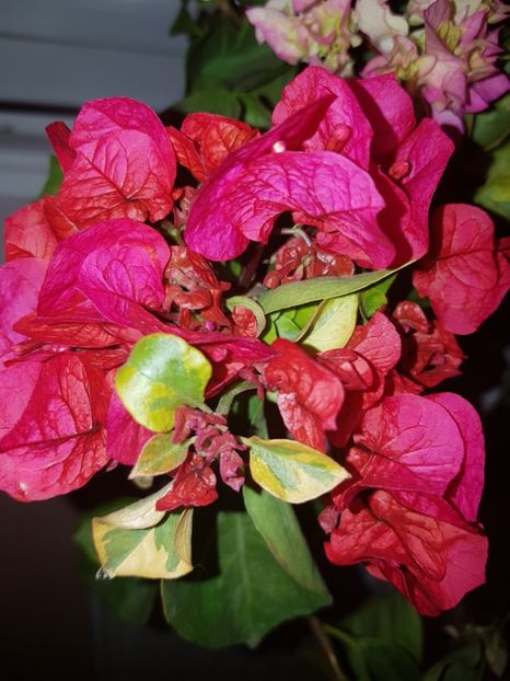  - Bougainvillea 2020