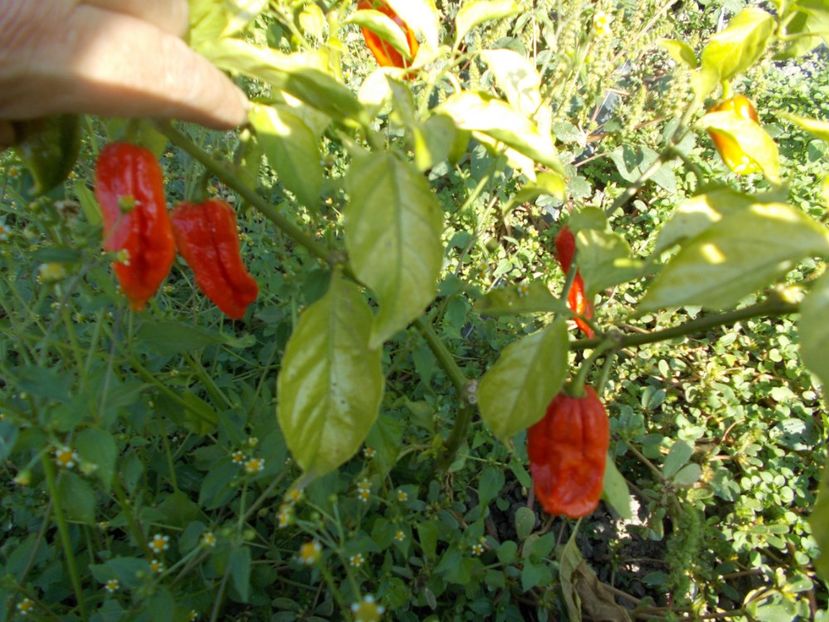  - Z SEMINTE ARDEI IUTE - BHUTLAH CHOCOLAT - RED- FRANCIS ????????? AI 61