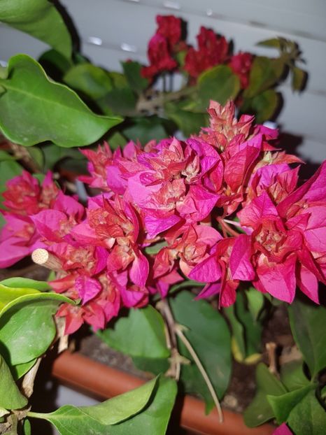  - Bougainvillea 2020