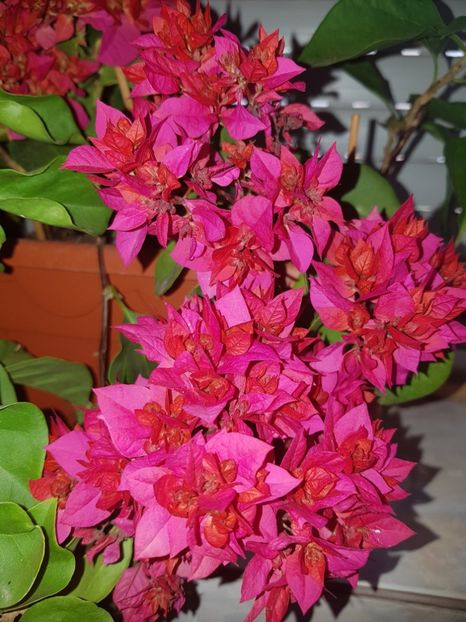  - Bougainvillea 2020
