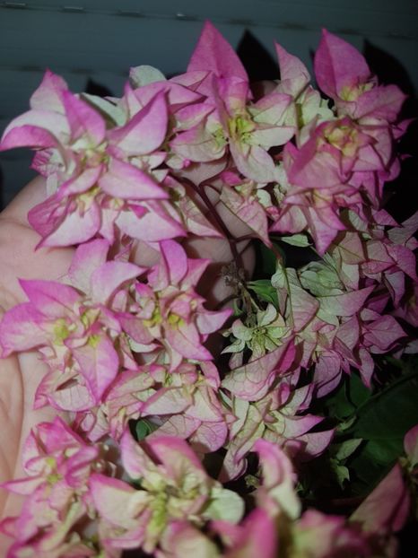  - Bougainvillea 2020