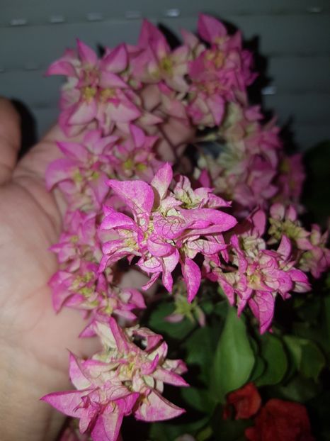  - Bougainvillea 2020