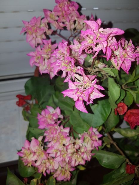  - Bougainvillea 2020
