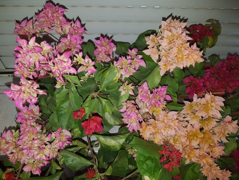  - Bougainvillea 2020