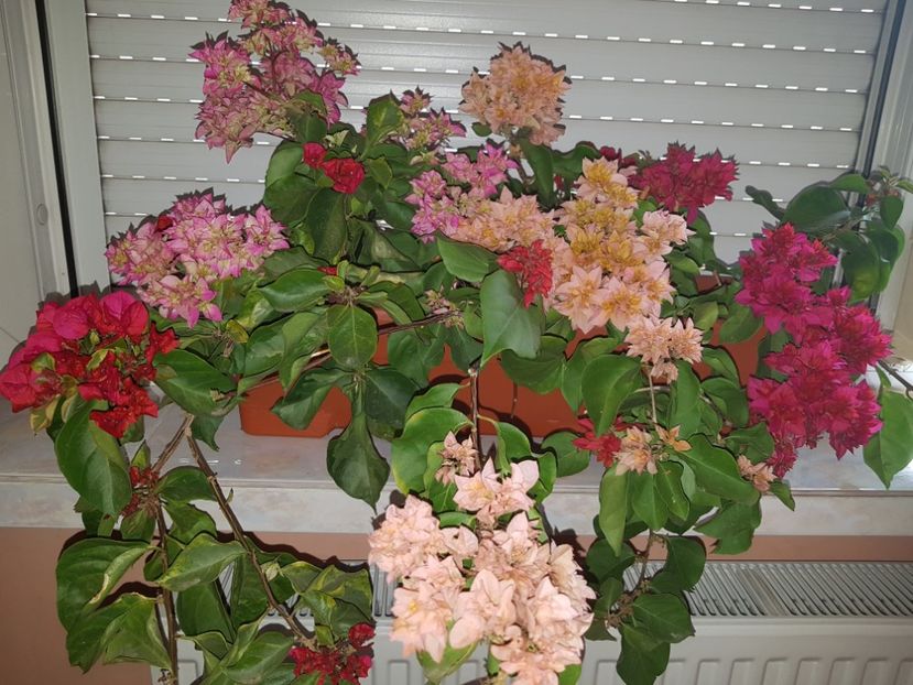  - Bougainvillea 2020