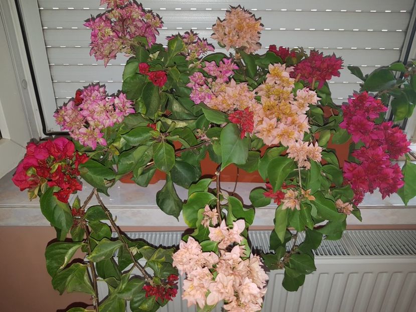  - Bougainvillea 2020