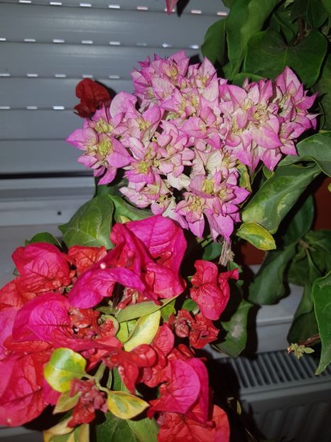  - Bougainvillea 2020