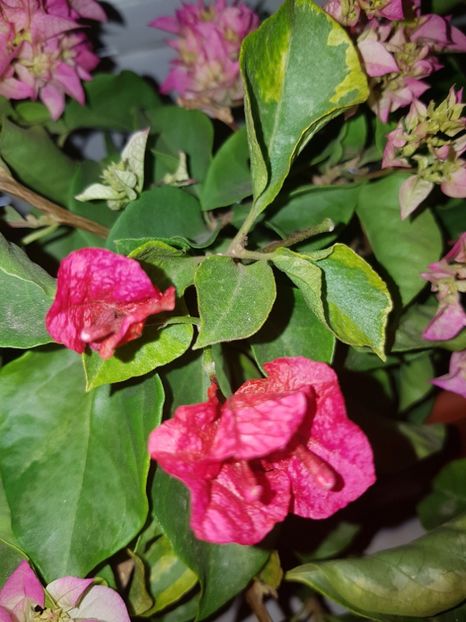  - Bougainvillea 2020