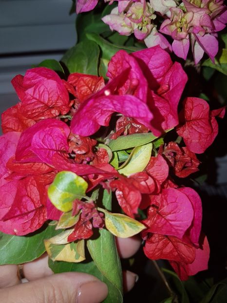  - Bougainvillea 2020