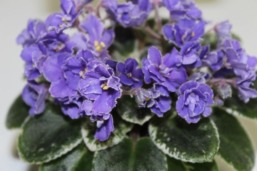 Definitely Darryl poza net - Definitely Darryl